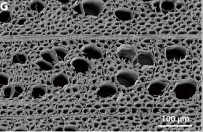 RESEARCH: ‘Nanowood’ membrane is 20% more efficient, finds study