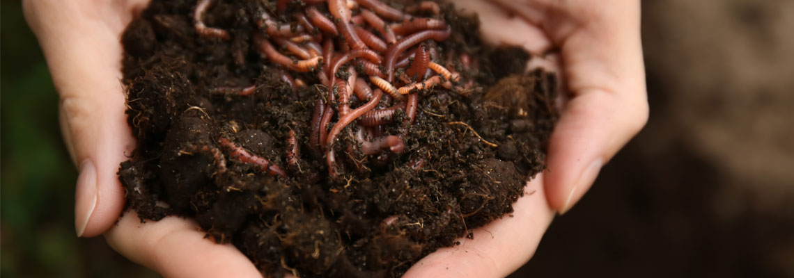 Worms & water fleas: “innovative wastewater treatment” demonstrated in Scotland