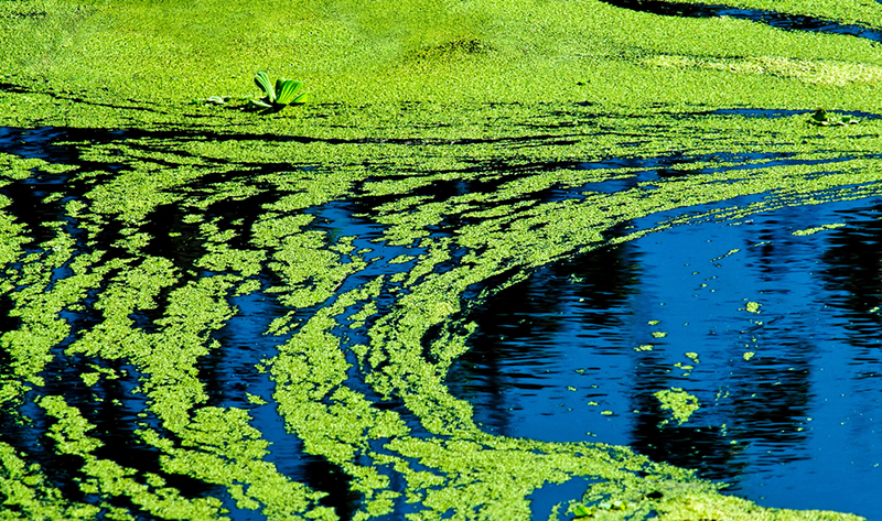 Cyano blue green algae