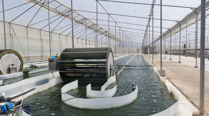 Villain to value: algal wastewater treatment