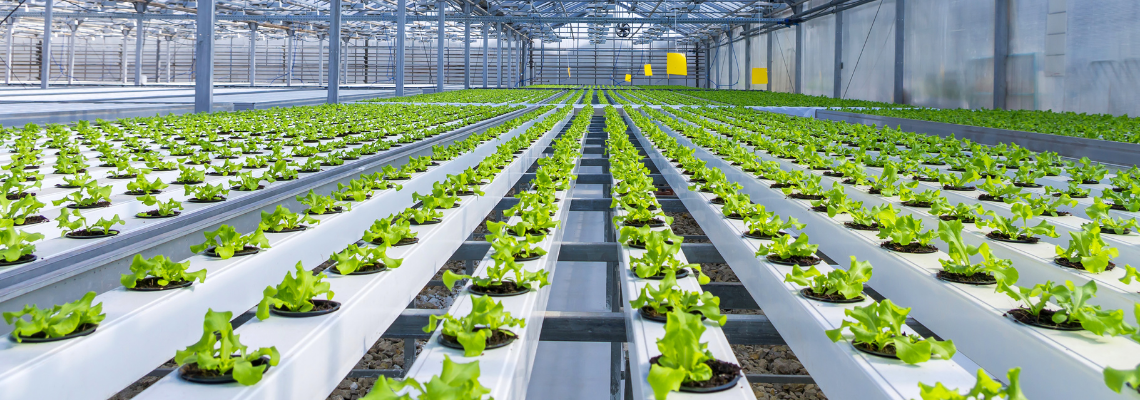Market insights, challenges and opportunities: Hydroponics