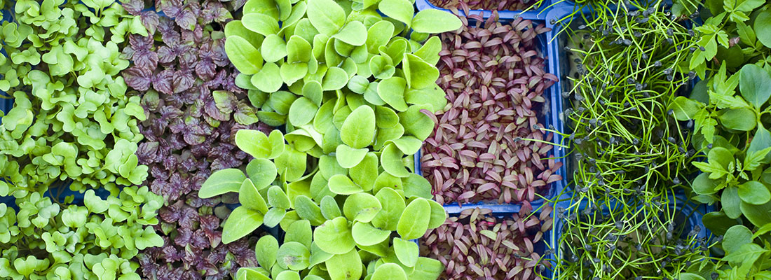 Cress  Koppert Global