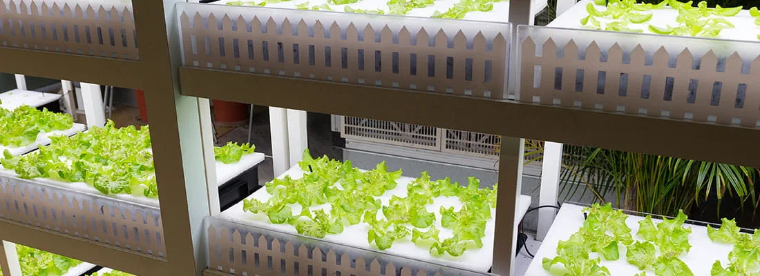H2hydroponics to implement hydroponic growth with green greenland