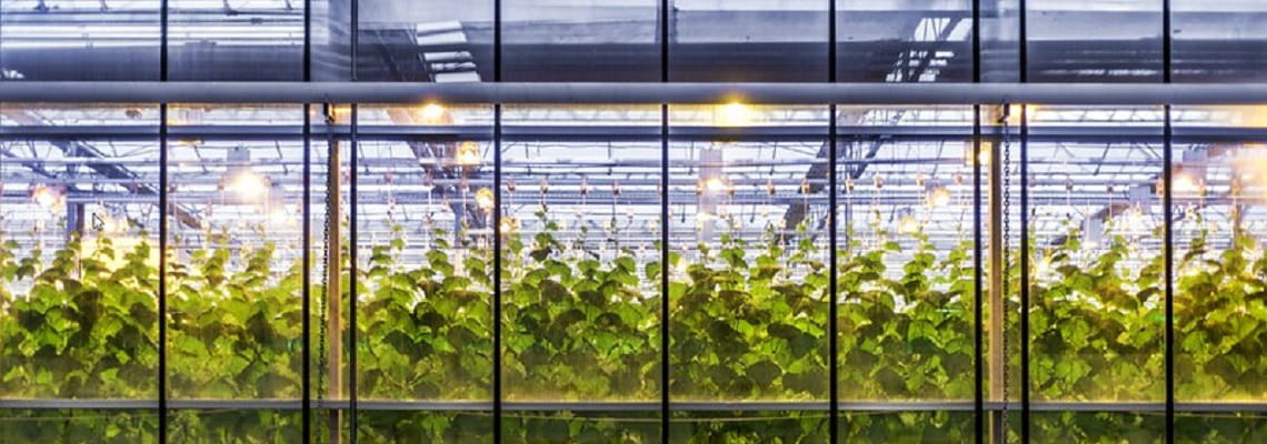 Why automation is a no brainer for an energy efficient greenhouse