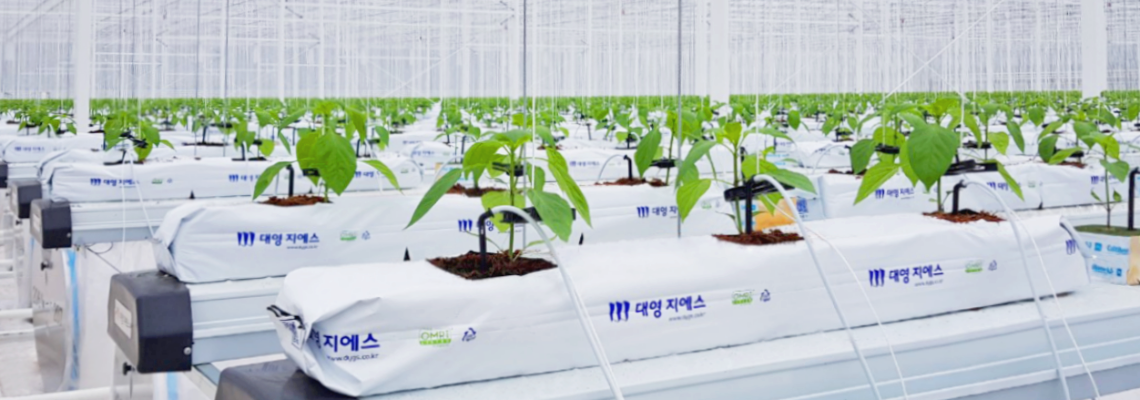 Korea greenhouse