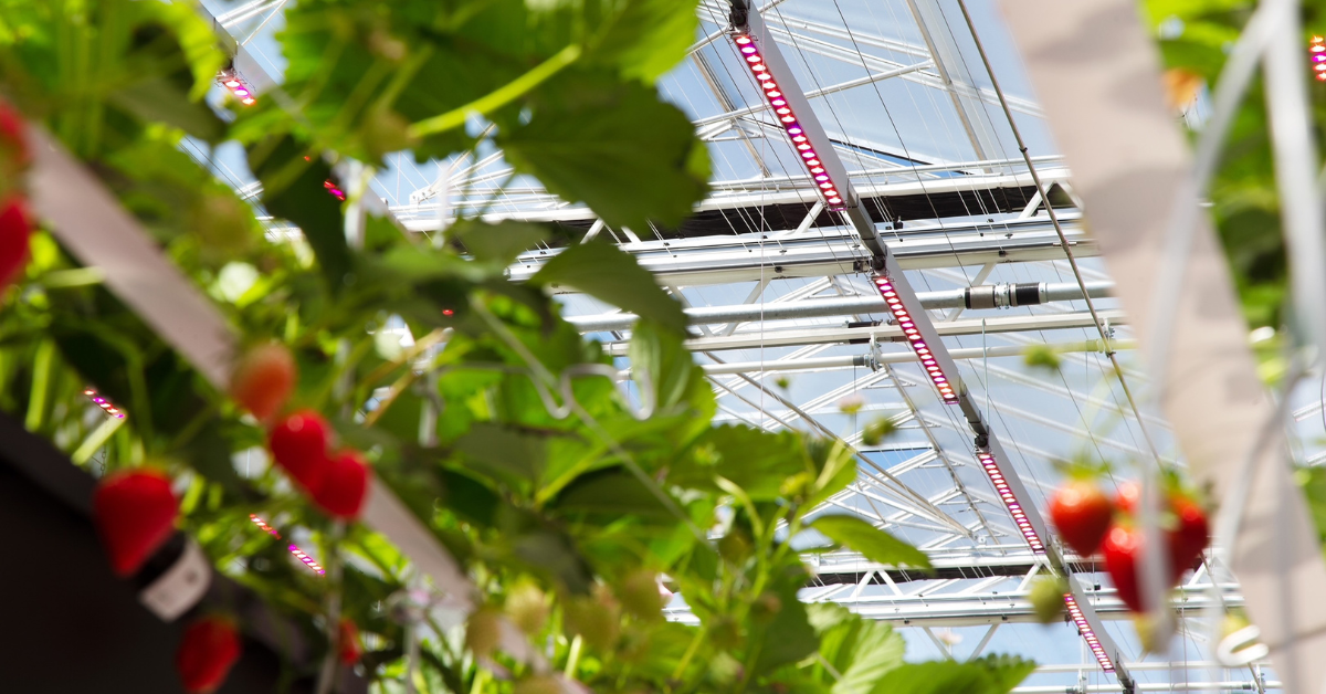 Dutch horticulture helping achieve climate goals