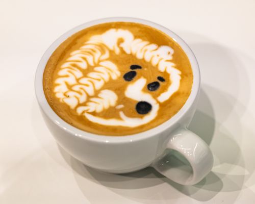 Jesse Fook wint latte art met creatie Winnie de Poeh