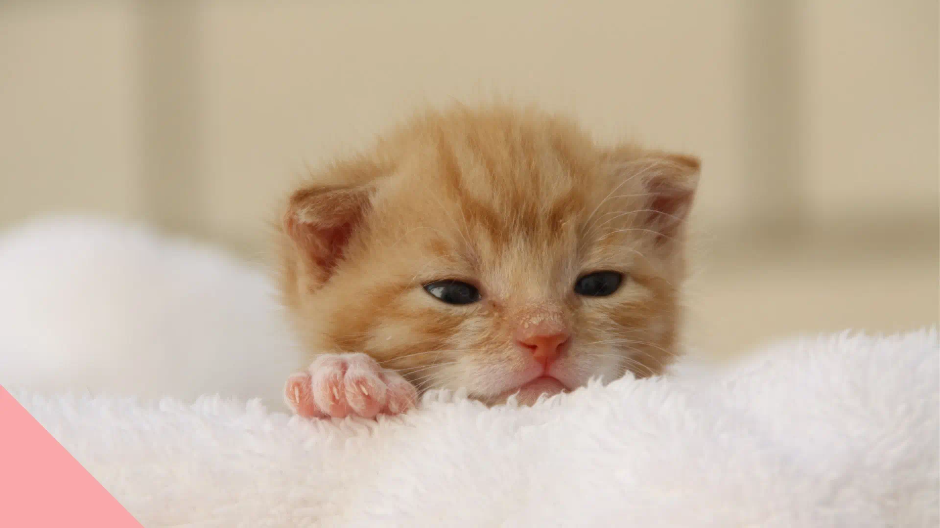 kat Met name droom Hoe voed je een kitten op? | Huishoudbeurs