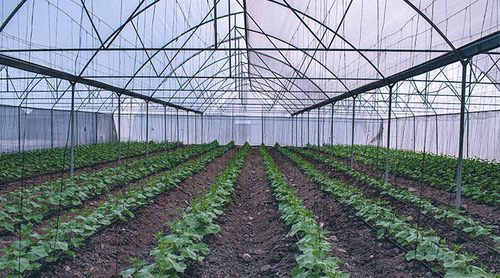  GRA-cucumbers-greenhouse-720x400